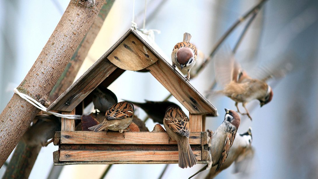 Vogelhaus selber bauen: Die Anleitung - Foto: iStock / Kichigin