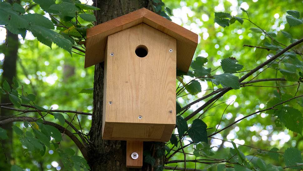 Vogelhaus aus Holz - Foto: iStock/Eisenlohr