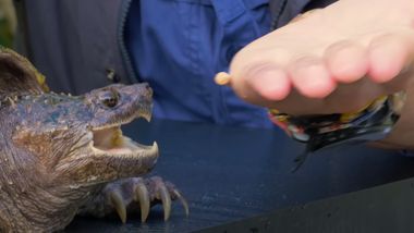 Schnappschildkröte, kurz bevor sie in eine Hand beißt - Foto: YouTube / Brave Wilderness