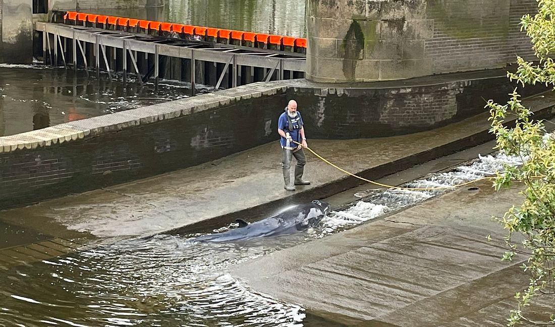 Wal verirrt sich in die Themse, südwestlich von London