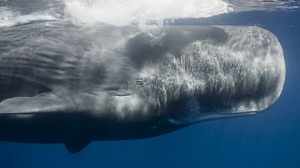 Norwegen erhöht Walfang-Quote um 28 Prozent - Foto: iStock / eco2drew