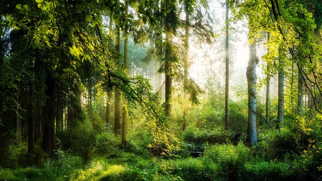 Waldgebiet - Foto: iStock/Xurzon