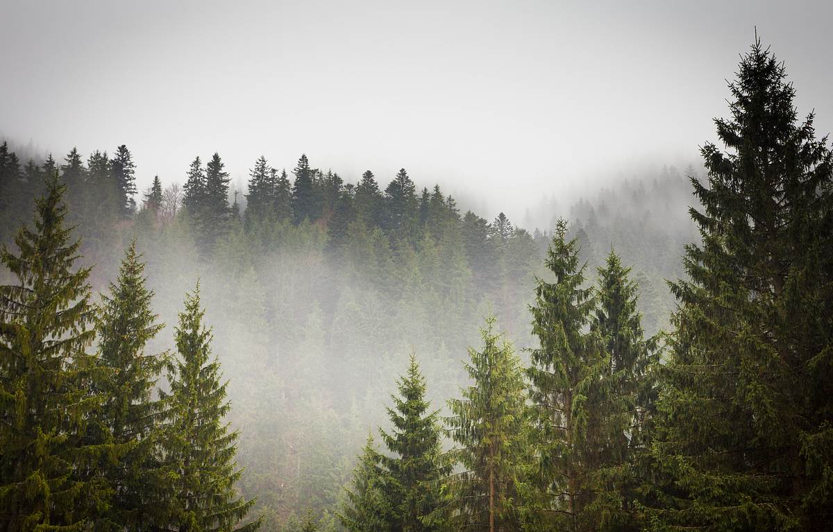 Wald im Nebel