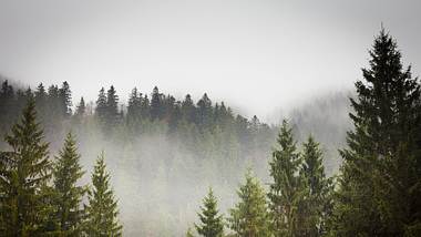 Wald im Nebel - Foto: iStock / VeryBigAlex
