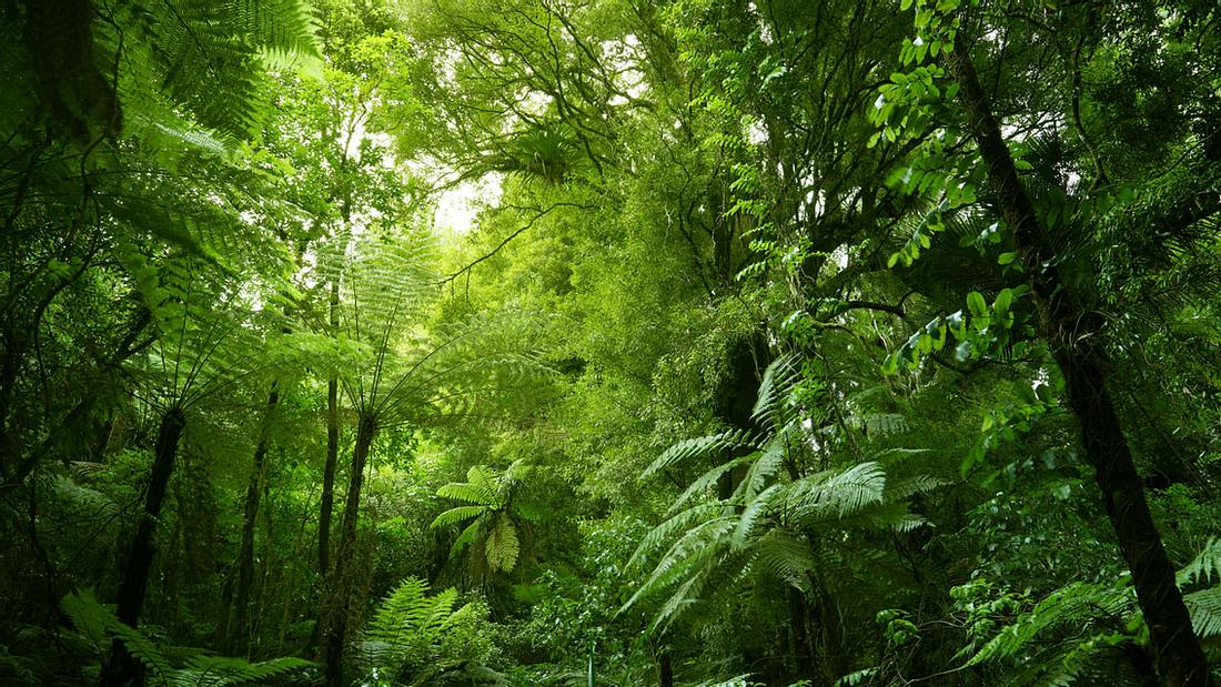 Dichter Wald Dichter Wald