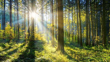 Wald, durchflutet von Sonnenlicht - Foto: iStock / jotily