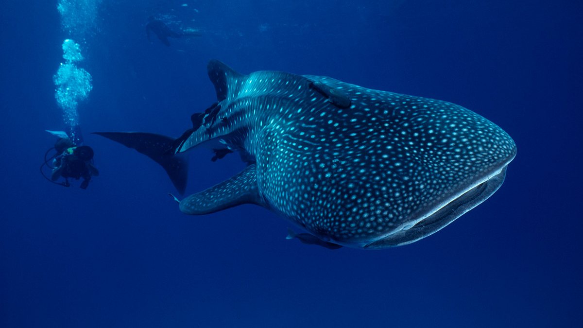 Der Walhai ist der größte Fisch der Welt