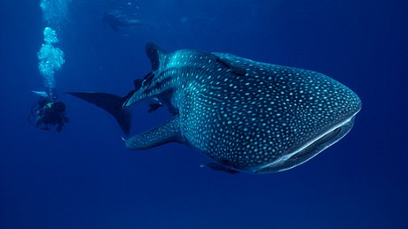 Der Walhai ist der größte Fisch der Welt - Foto: iStock / Tammy616
