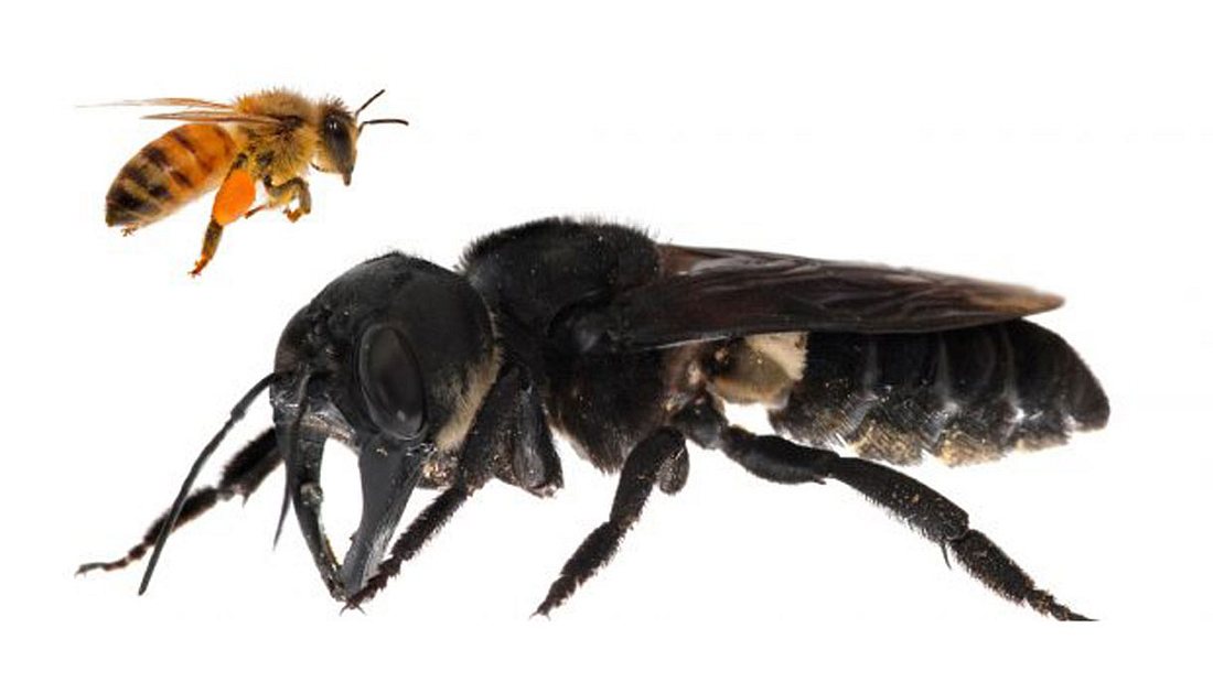 Die Wallace-Riesenbiene ist fast viermal größer als eine europäische Biene