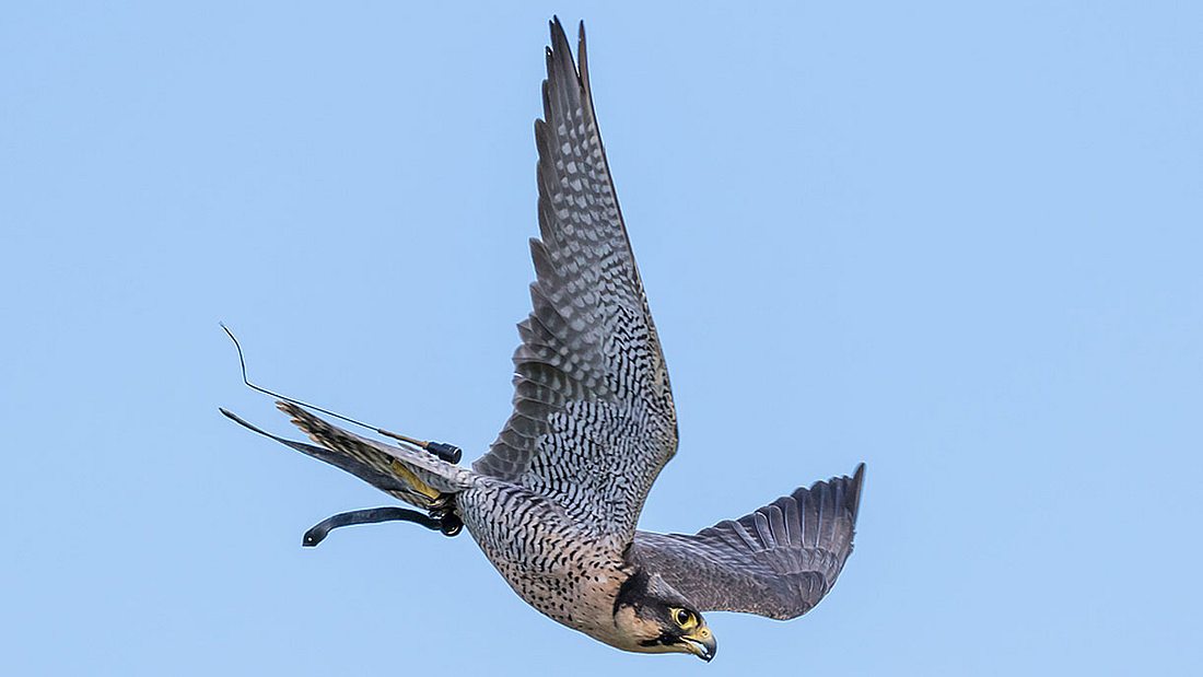 Der schnellste Vogel der Welt Wanderfalke
