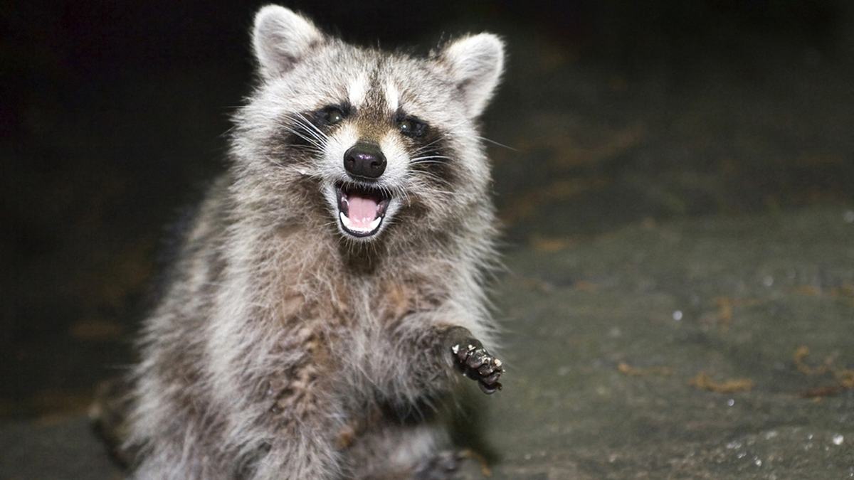 Ein betrunkener Waschbär hat einen Polizeieinsatz in Unterfranken ausgelöst