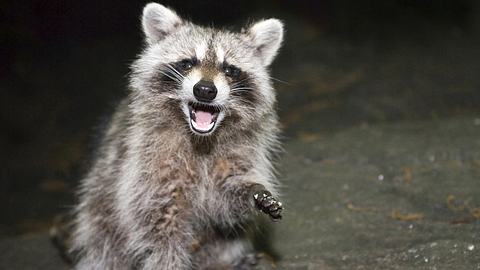 Ein betrunkener Waschbär hat einen Polizeieinsatz in Unterfranken ausgelöst - Foto: iStock/eddtoro