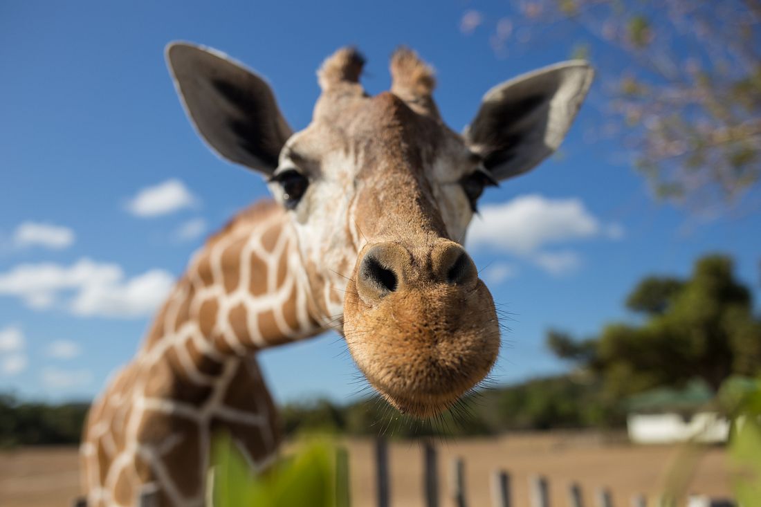 Wegen Corona: Deutscher Zoo erstellt Notschlachtplan Giraffe guckt in die Kamera