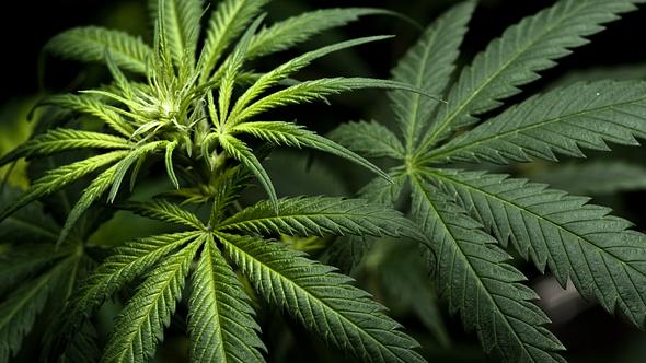 Cannabis-Pflanze - Foto: iStock/labuda
