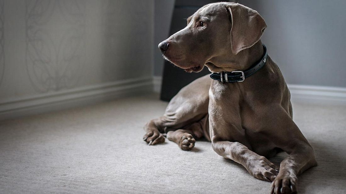 Mann stirbt Sein Hund frisst ihn auf Männersache