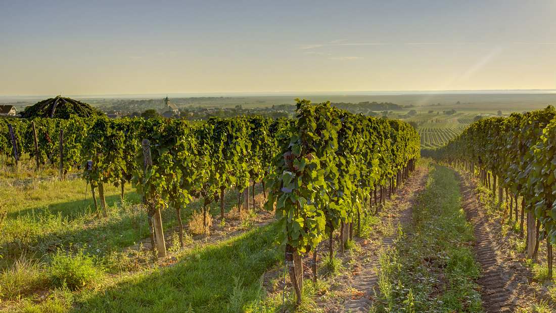 Weingut in den Morgenstunden