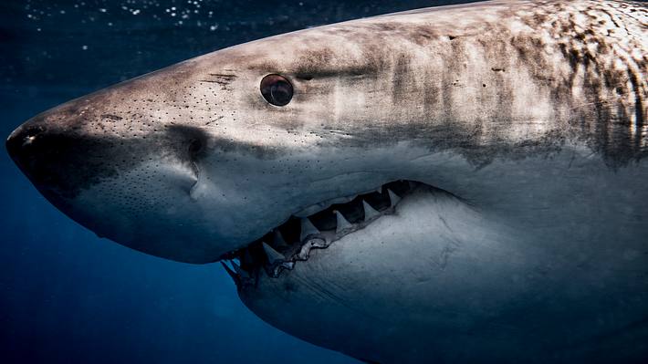 Weißer Hai - Foto: iStock / lindsay_imagery