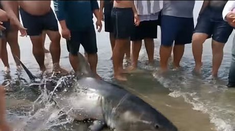 Weißer Hai stirbt am Strand - Foto: YouTube/ 陳忠正