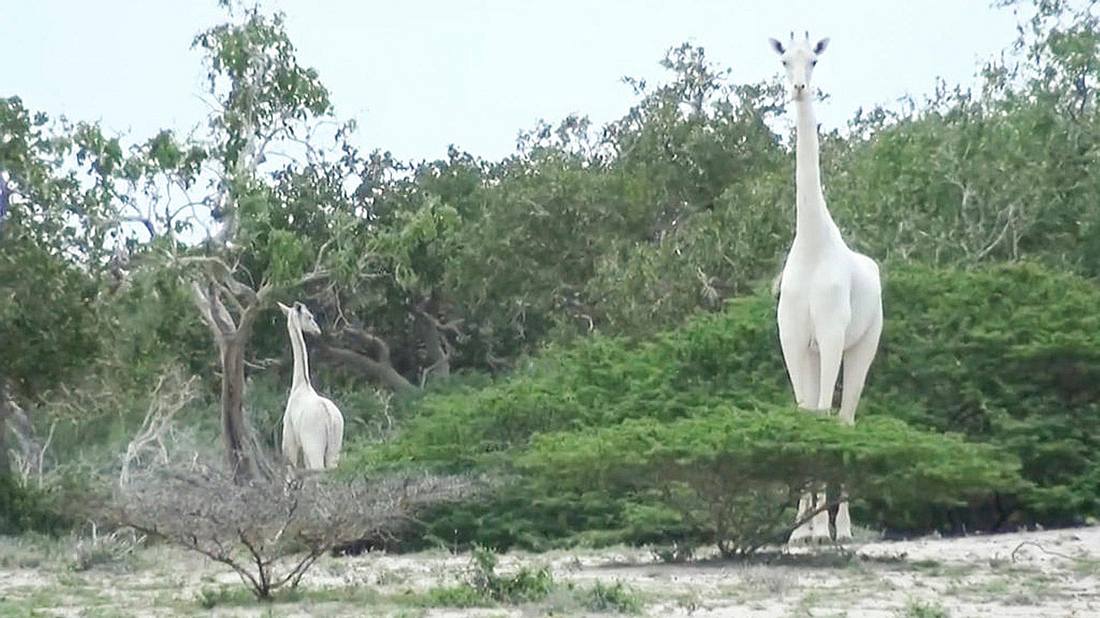 Von Wilderen getötet: Die weltweit einzige weiße Giraffe und ihr Junges Von Wilderen getötet: Die weltweit einzige weiße Giraffe und ihr Junges