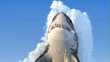 Tippen Sie die 8 ein: Weißer Hai wird zum Internet-Phänomen - Foto: Facebook/MarcielViana