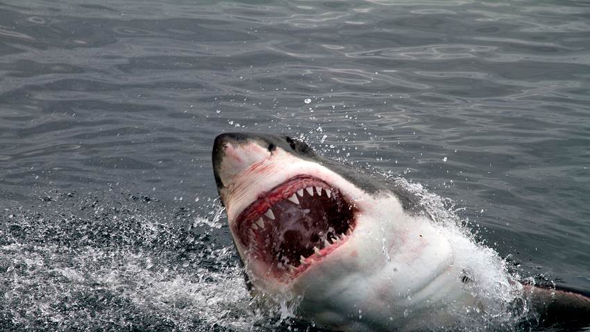 Weißer Hai - Foto: iStock / Pieter De Pauw
