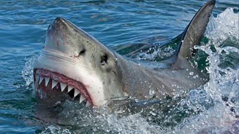 Deshalb überleben Weiße Haie nicht in Gefangenschaft - Foto: Facebook/Thrillist