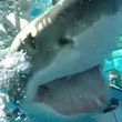 Weißer Hai verirrt sich in Taucher-Käfig - Foto: Screenshot YouTube/Craig Capehart