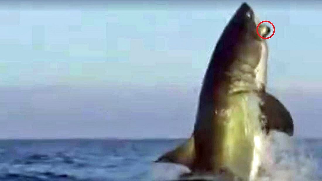 Unbekannte Beute: Australische TV-Reporter rätseln, was dieser riesige Weiße Hai in seinem Maul hat Was hat dieser gigantische Weiße Hai im Maul?