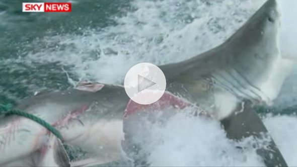 In Australien hat ein Weißer Hai einen Artgenossen in zwei Hälften gebissen - Foto: Sky News