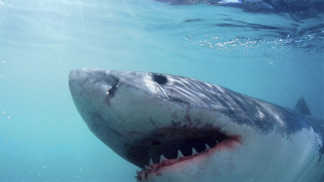 Niemals wurde ein Weißer Hai beim Schlafen gefilmt - bis jetzt! - Foto: iStock