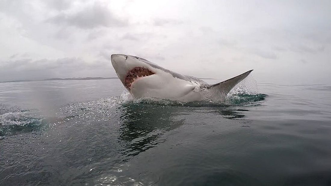 Ein Weißer Hai taucht vor einer Gruppe von Surfern auf