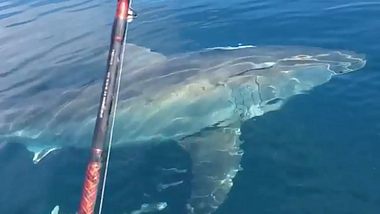 Ein großer Weißer Hai - Foto: Instagram / kmorningstar87