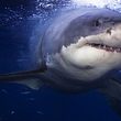 Weißer Hai - Foto: iStock / cdascher