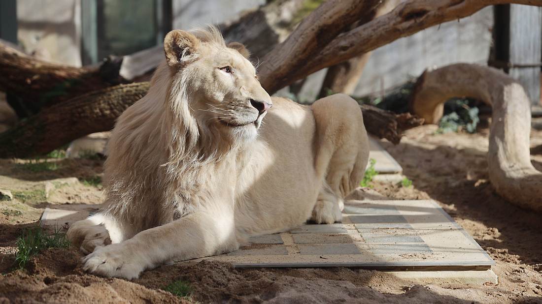 Der weiße Löwe Mojo im Bergzoo Halle in Sachsen-Anhalt Der weiße Löwe Mojo im Bergzoo Halle in Sachsen-Anhalt