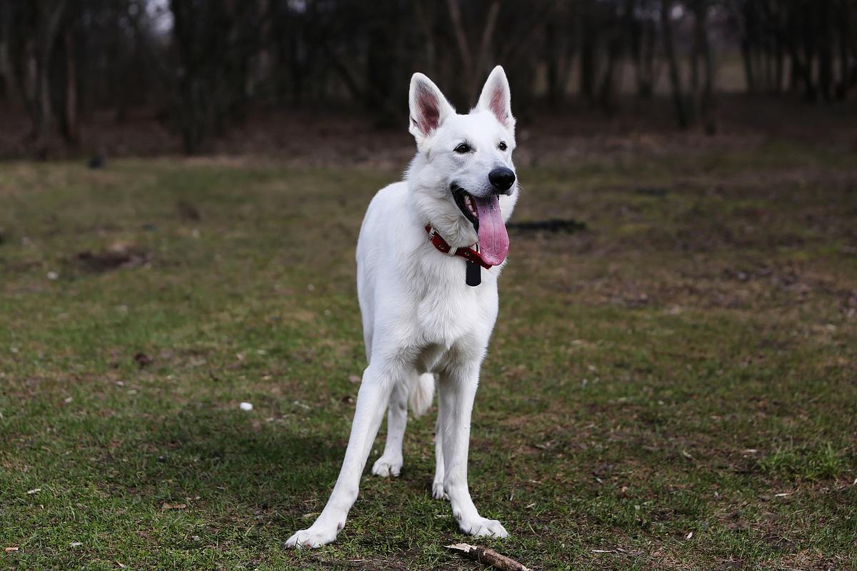 Weißer Schäferhund