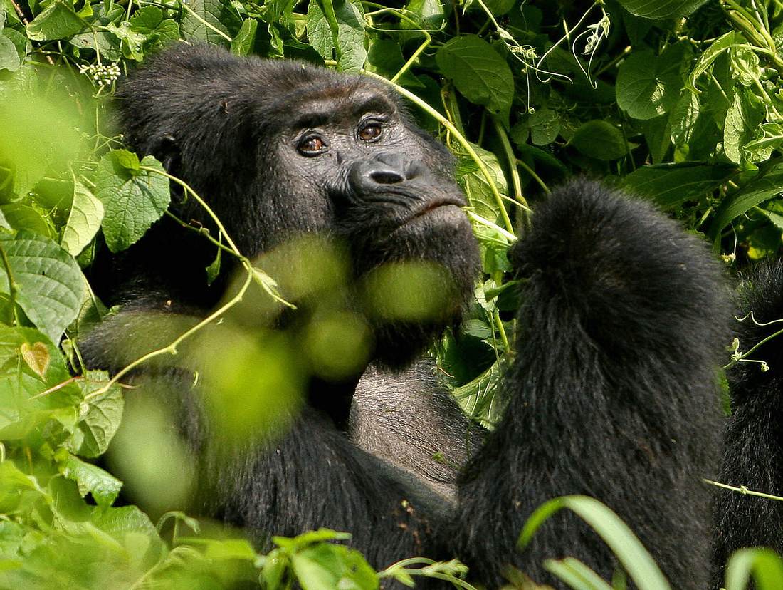 Gorilla im Urwald