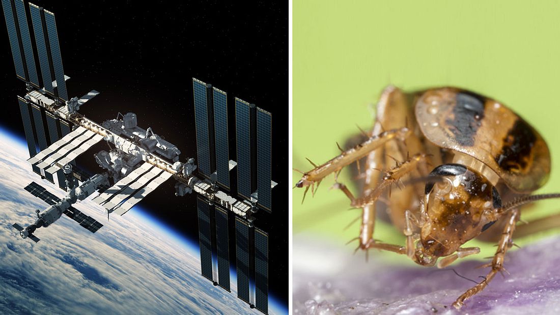 Weltraum-kakerlaken auf der ISS. Weltraum-kakerlaken auf der ISS.