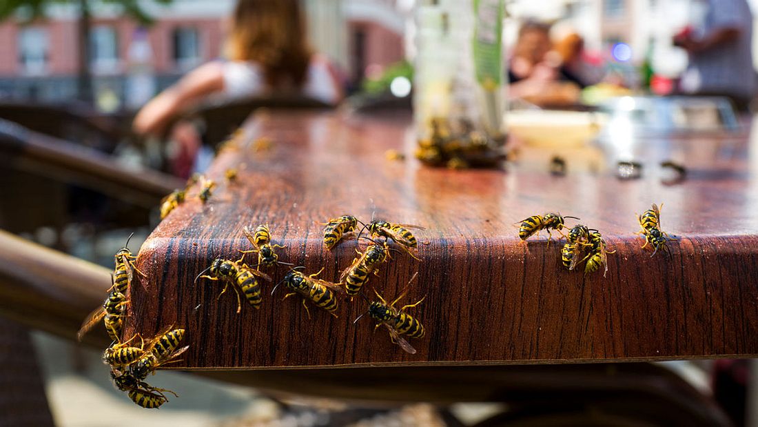 Wespen belagern einen Tisch Wespen belagern einen Tisch