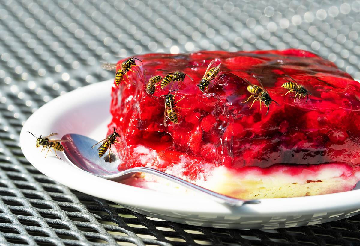 Wespen auf einem Stück Kuchen