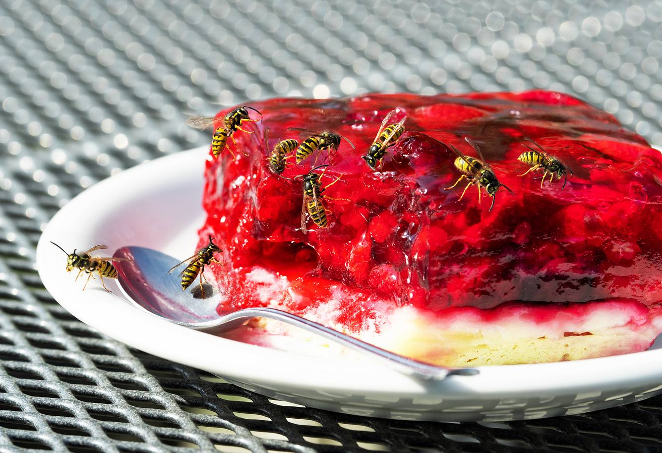 Wespen auf einem Stück Kuchen Wespen auf einem Stück Kuchen