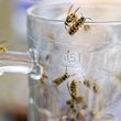 Wespen bekämpfen: 7 Hausmittel, die Wespen garantiert fernhalten - Foto: iStock / RelaxFoto.de