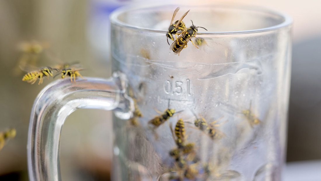 Wespen bekämpfen: 7 Hausmittel, die Wespen garantiert fernhalten