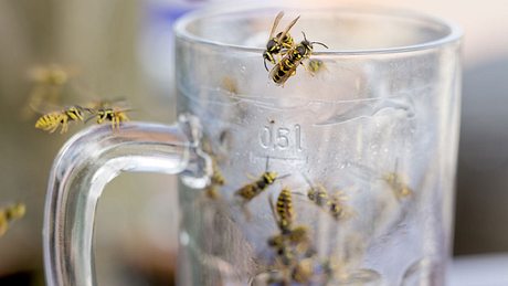 Wespen bekämpfen: 7 Hausmittel, die Wespen garantiert fernhalten - Foto: iStock / RelaxFoto.de