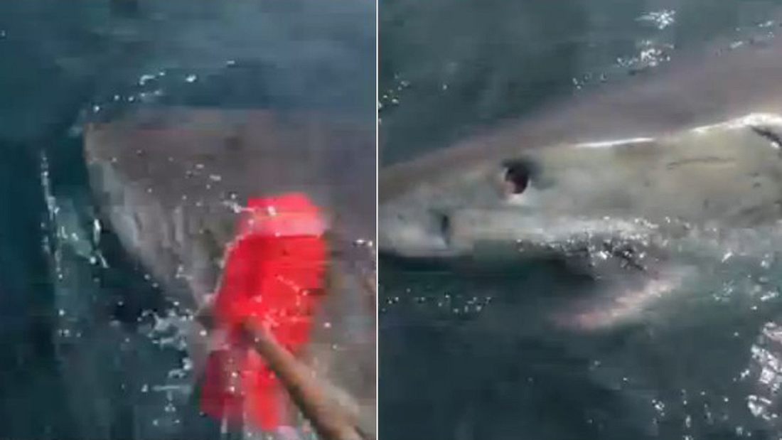 Fischer schlägt aggressiven Weißen Hai mit Besen in die Flucht