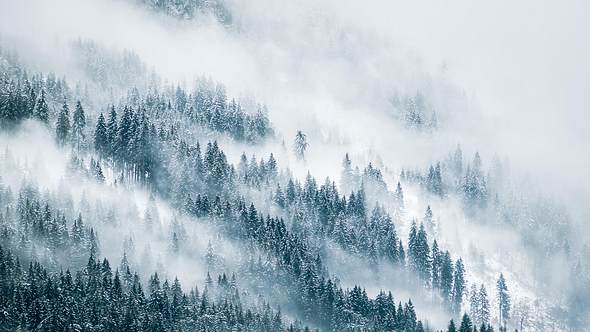 Nebel über einem Wald  - Foto: iStock / Markus Novak 