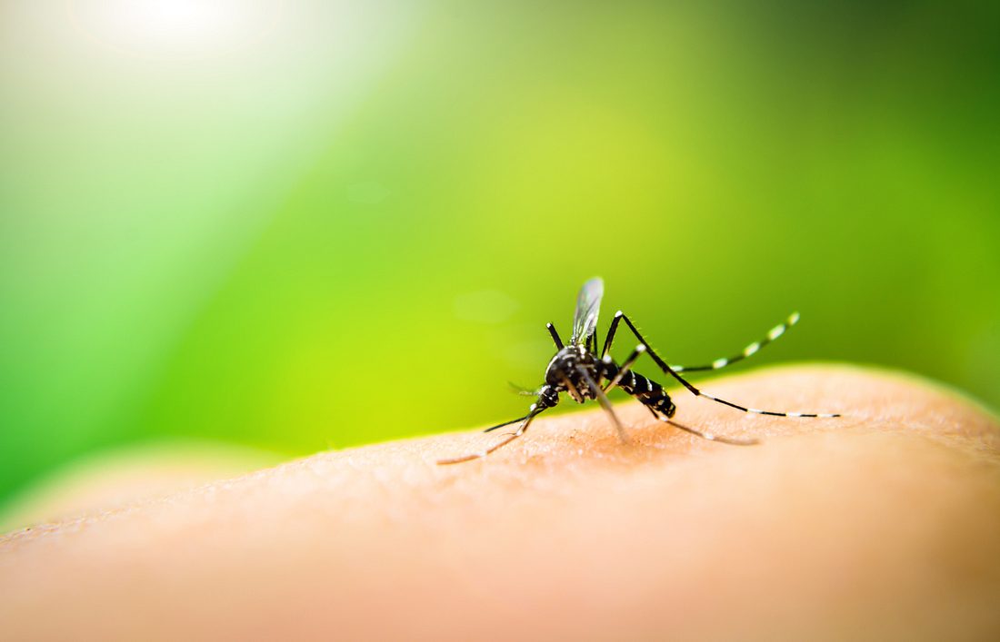 WHO antwortet: Können Mücken das Coronavirus übertragen? Mücke auf einem Finger