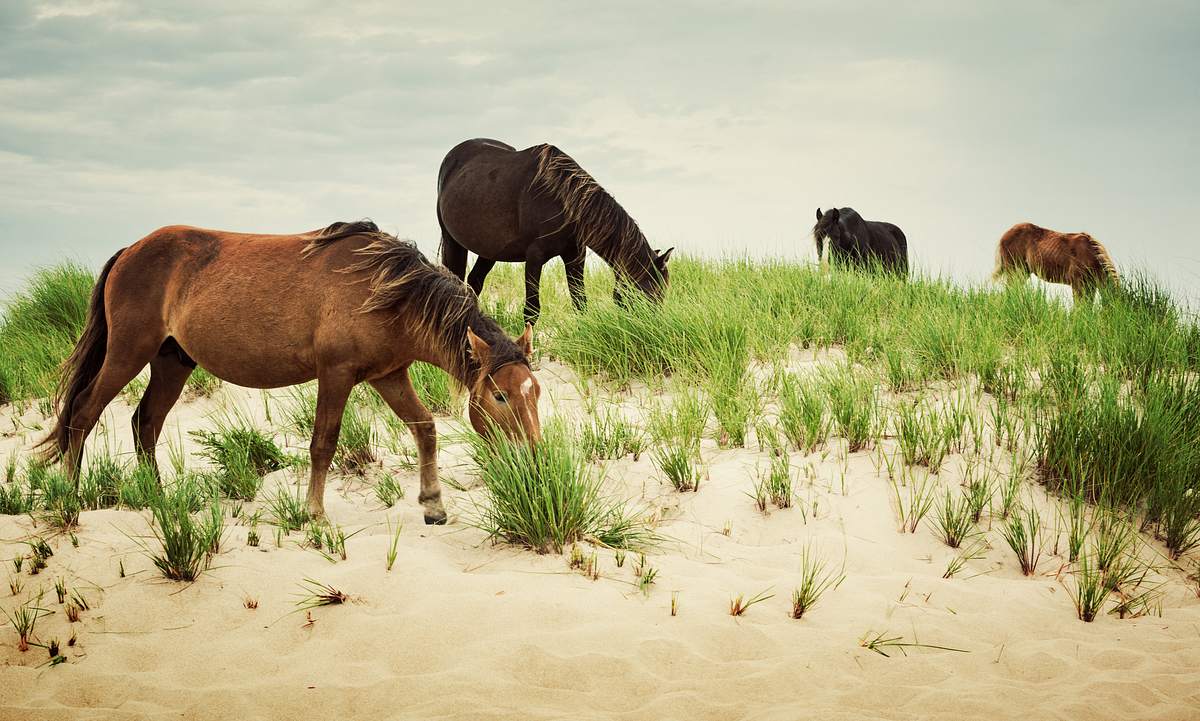 Wilde Pferde auf Sable Island