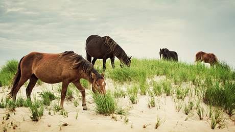 Wilde Pferde auf Sable Island - Foto: iStock / Jewelsy