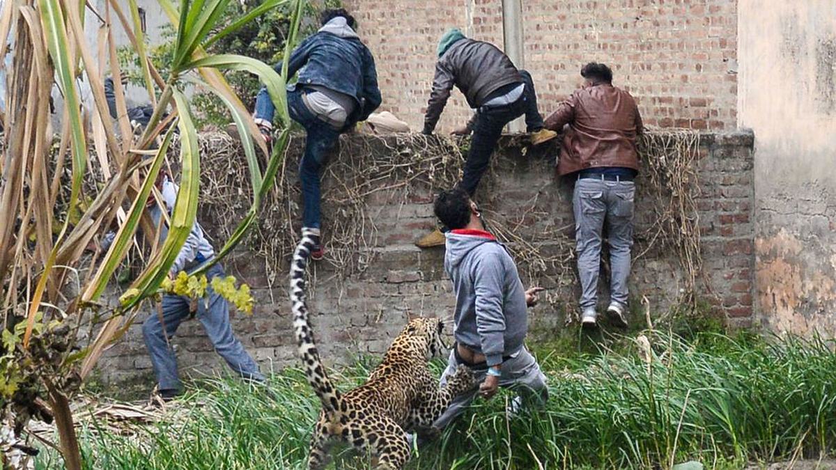 Wilder Leopard greift Menschen an