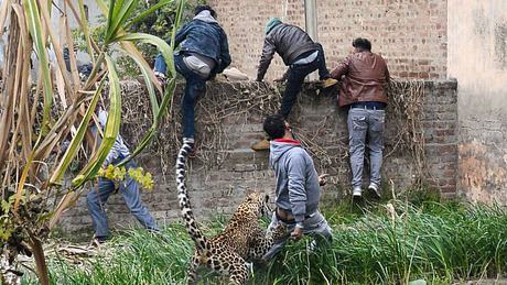 Wilder Leopard greift Menschen an - Foto: Getty Images /	SHAMMI MEHRA